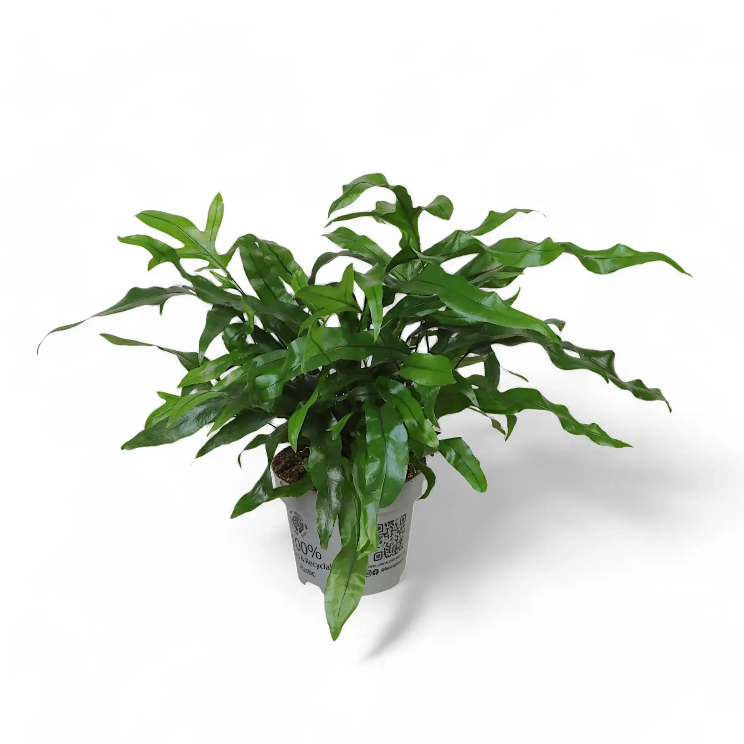 Leptochilus pteropus subsp. pteropus Zimmerpflanze im Anzuchttopf vor weiĂźem Hintergrund, Produktfoto 5.