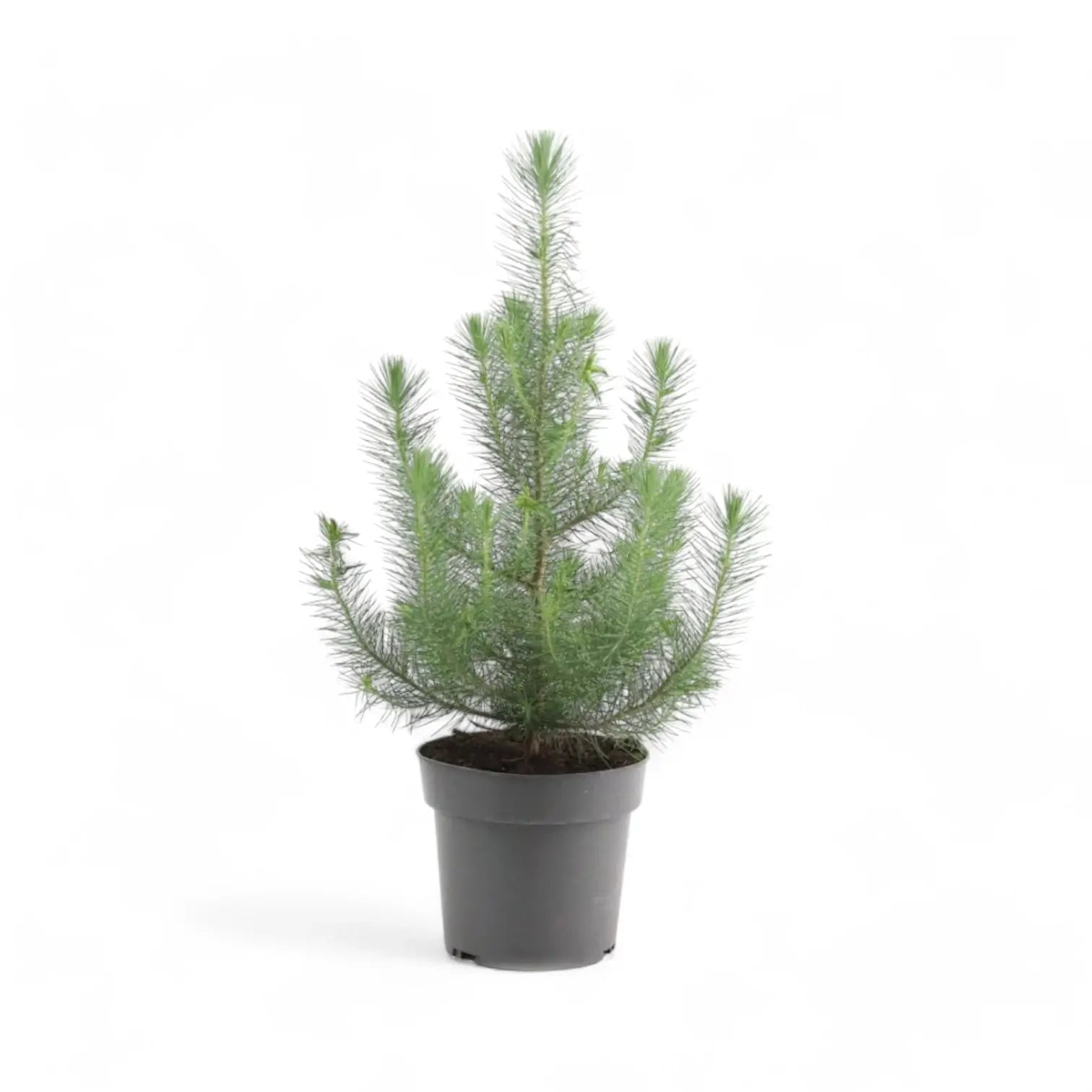 Living Xmas Tree - Pinus Pinea 'Silver Crest' potted houseplant in nursery pot on white background, product photo 3.