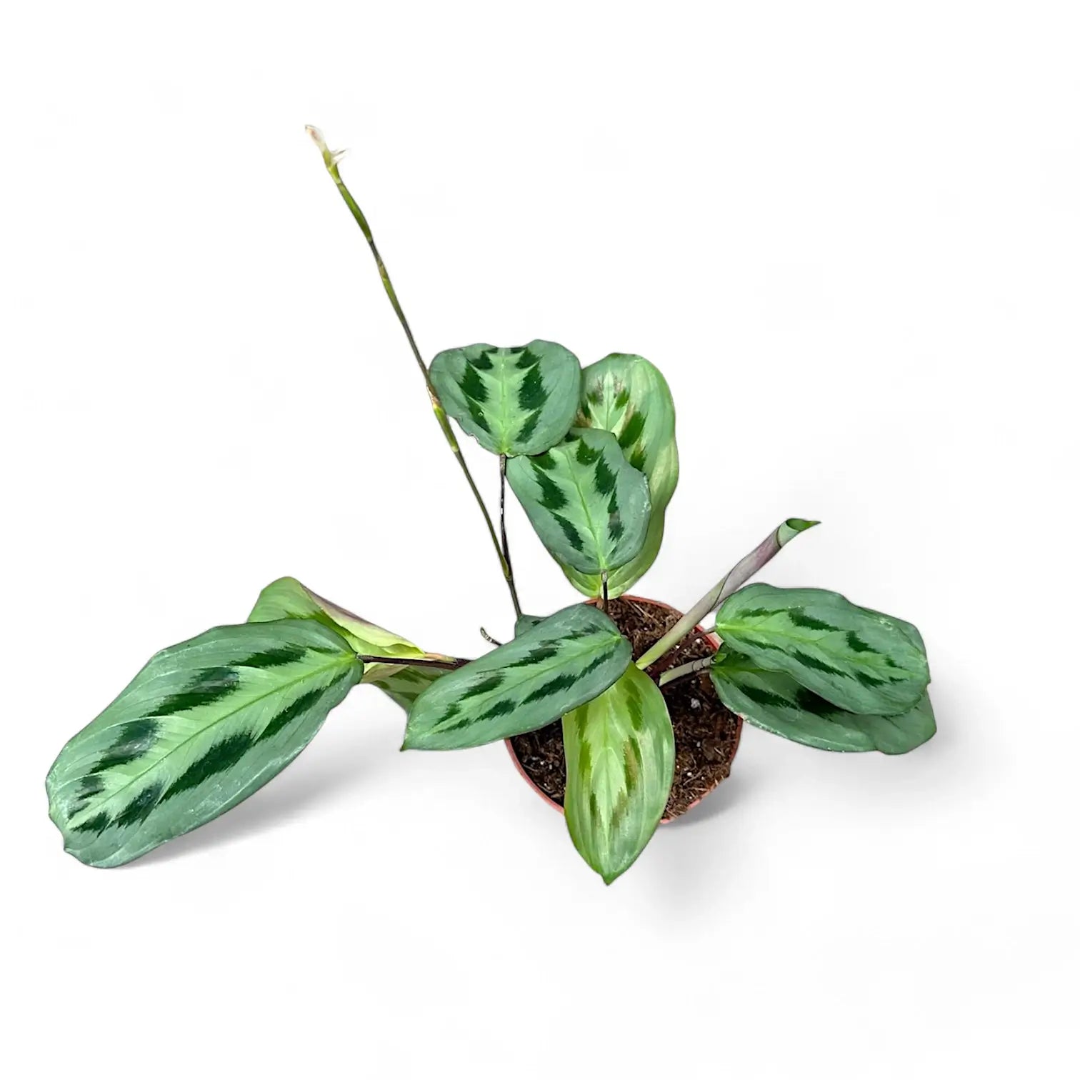 Maranta cristata 'Intense' potted houseplant in nursery pot on white background, product photo 2.