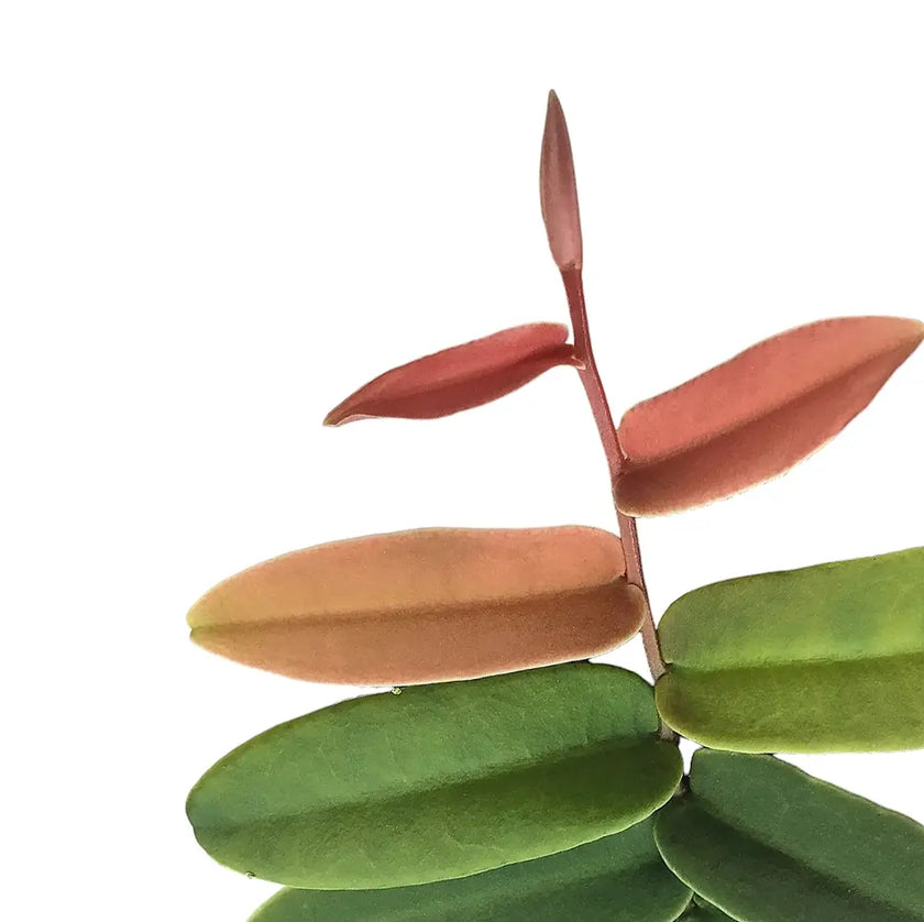 Marcgravia sintenisii â Blattdetail vor weiĂem Hintergrund..