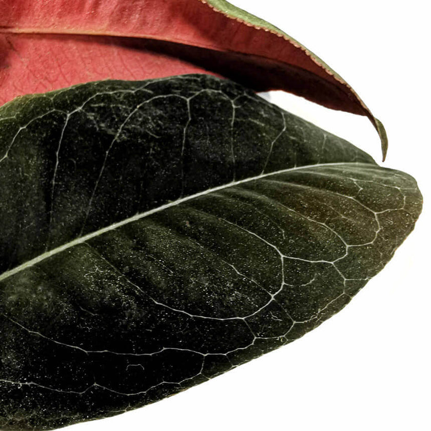 Marcgravia sp. El Coca â Blattdetail vor weiĂem Hintergrund..