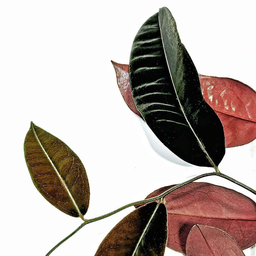 Marcgravia sp. El Coca Zimmerpflanze im Anzuchttopf vor weiĂem Hintergrund, Produktfoto 2.