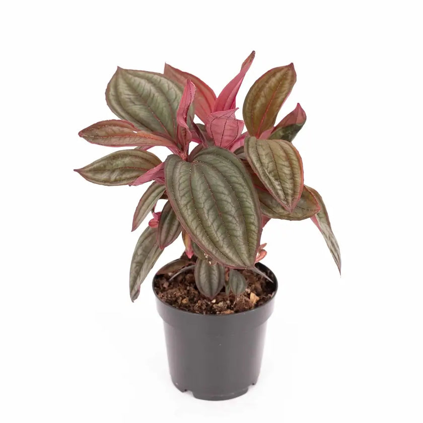 Medinilla coccinea 'Gregori Hambali' Zimmerpflanze im Anzuchttopf vor weiĂem Hintergrund, Produktfoto 2.