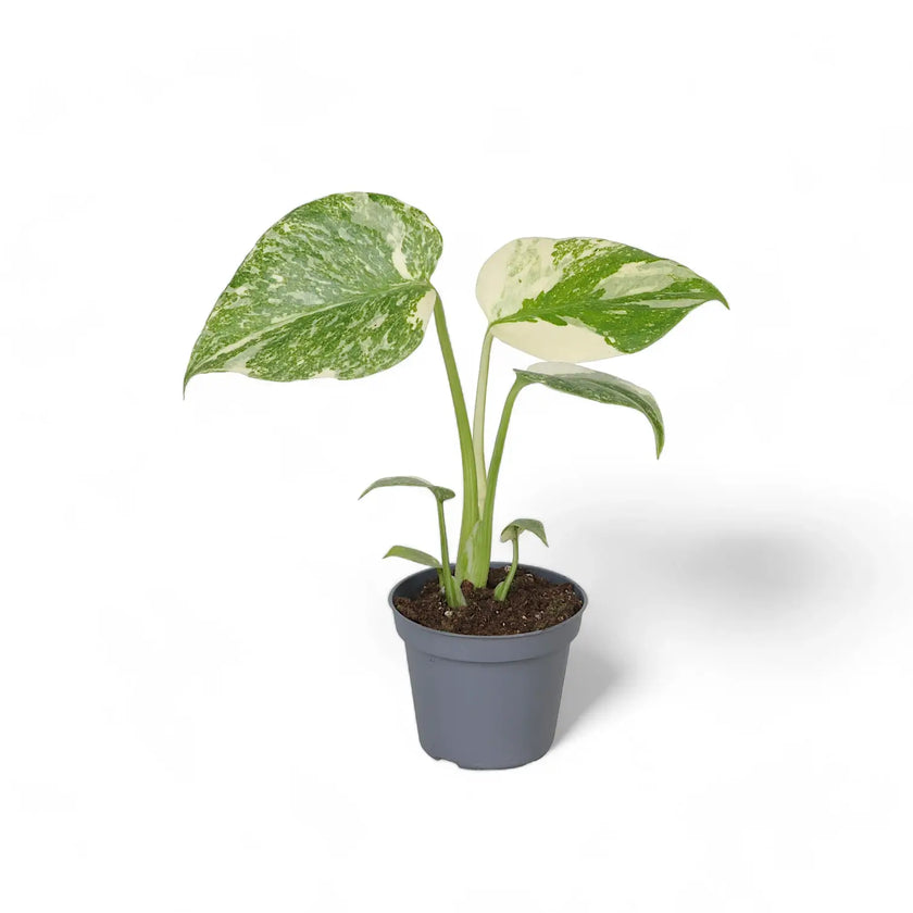 Monstera 'CrĂšme BrĂ»lĂ©e' Zimmerpflanze im Anzuchttopf vor weiĂem Hintergrund, Produktfoto 2.