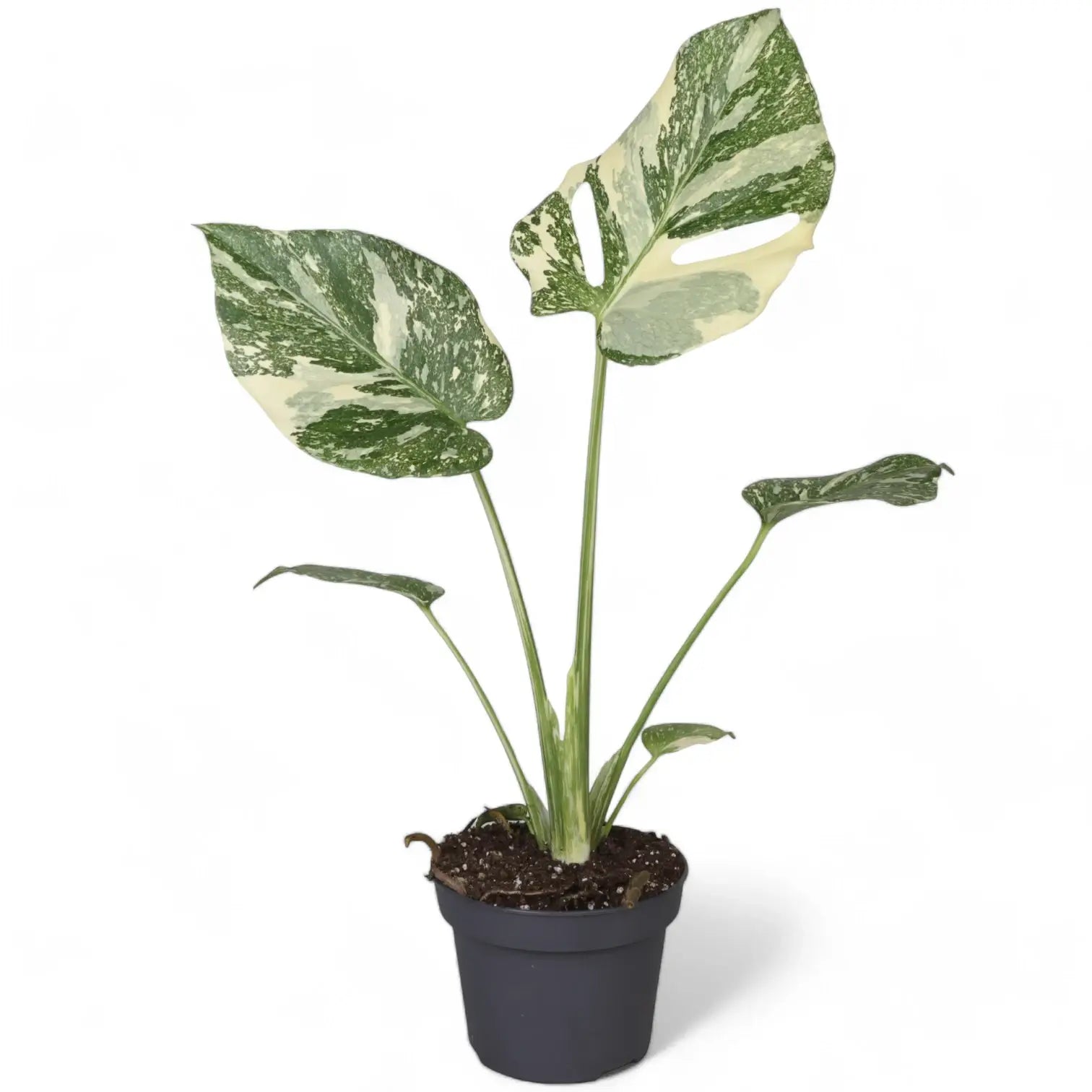 Monstera 'Crème Brûlée' Zimmerpflanze im Anzuchttopf vor weißem Hintergrund, Produktfoto 3.