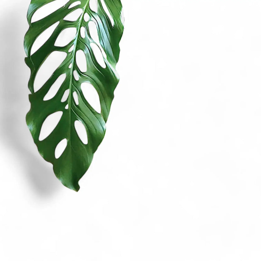 Monstera acacoyaguensis â Blattdetail vor weiĂem Hintergrund..