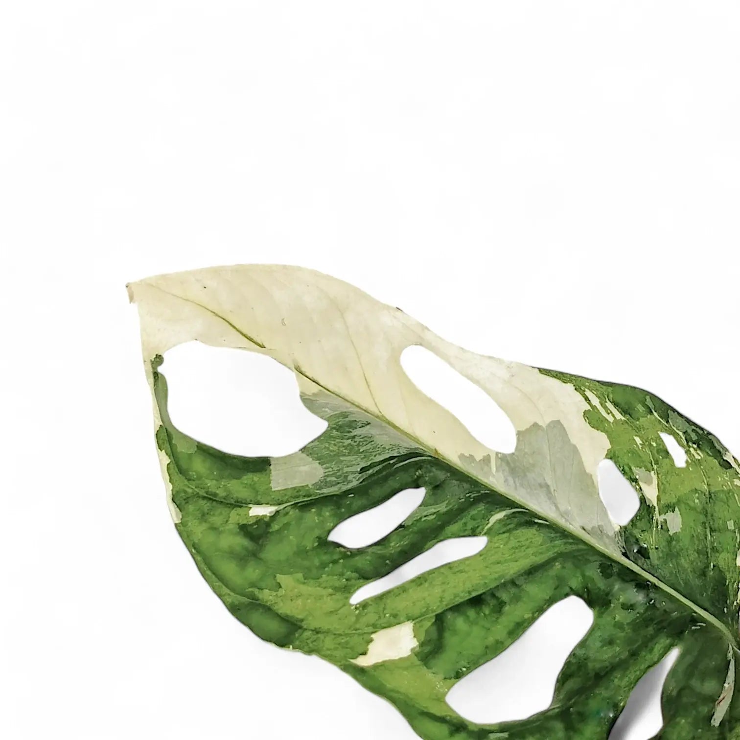 Monstera adansonii variegata – Zimmerpflanze im Kulturtopf auf weißem Hintergrund, Produktfoto 11.