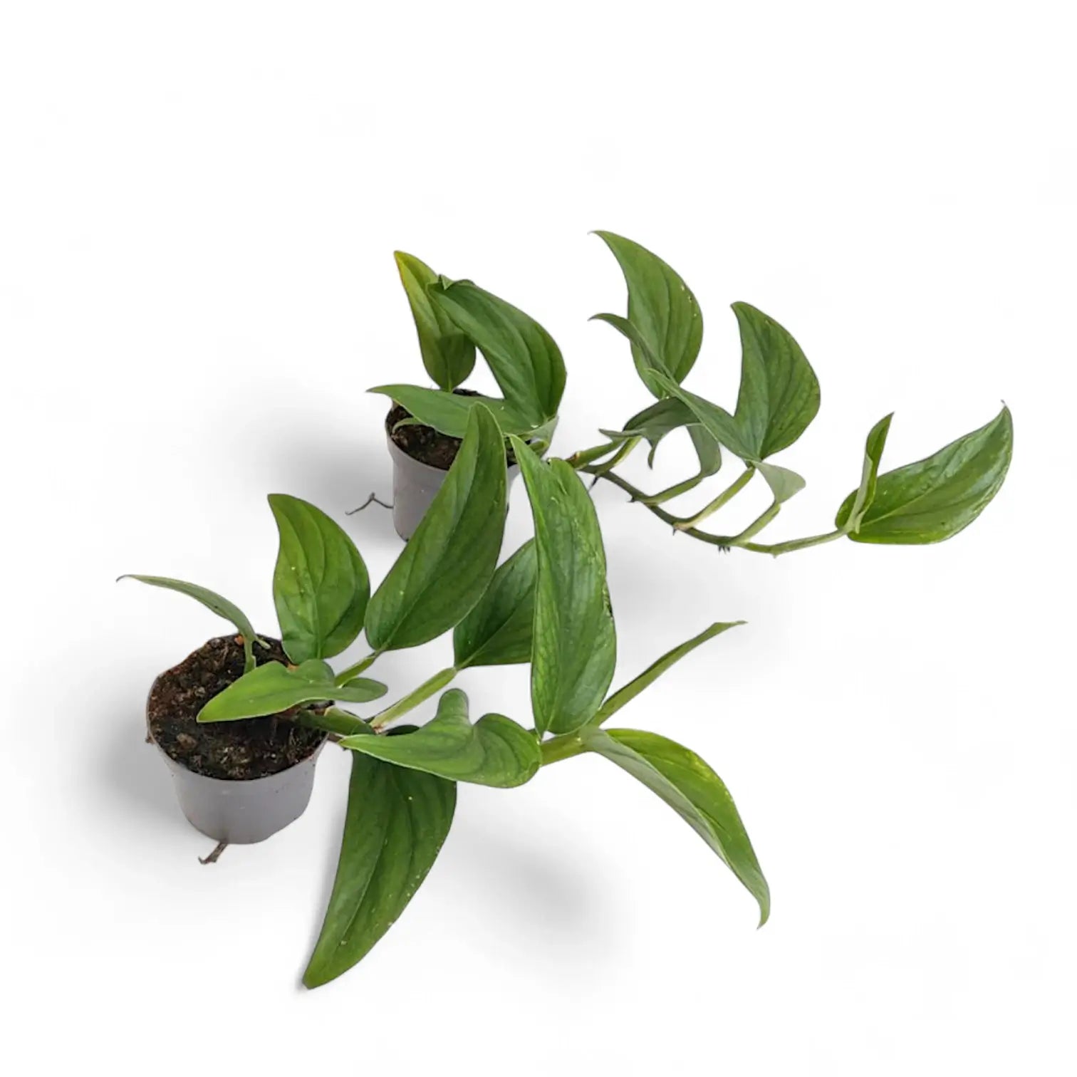 Monstera dissecta Zimmerpflanze im Anzuchttopf vor weiĂźem Hintergrund, Produktfoto 2.