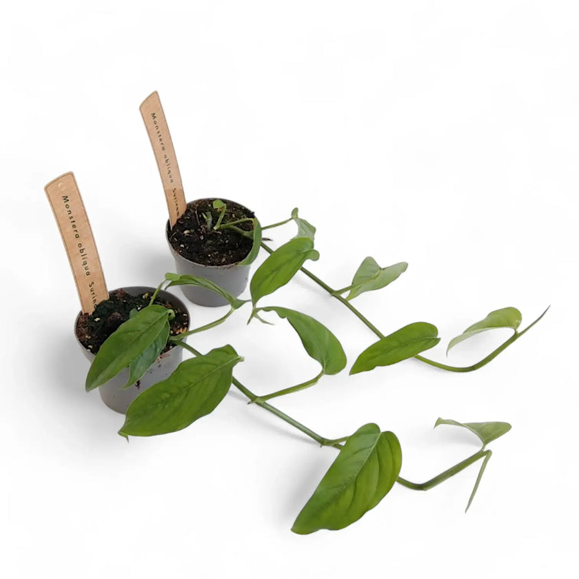 Monstera obliqua (Suriname) Zimmerpflanze im Anzuchttopf vor weißem Hintergrund, Produktfoto 2.