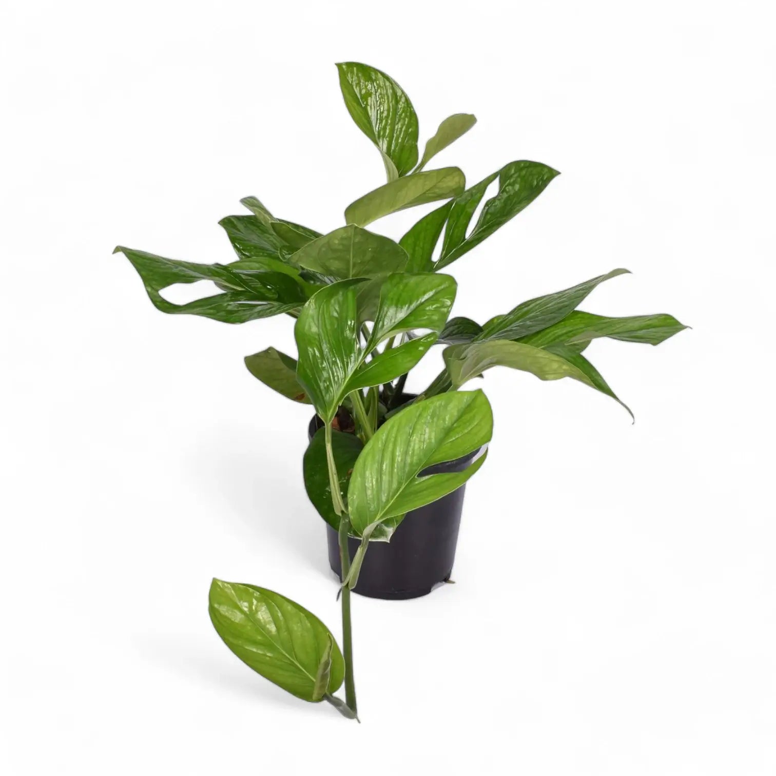 Monstera pinnatipartita Zimmerpflanze im Anzuchttopf vor weißem Hintergrund, Produktfoto 4.