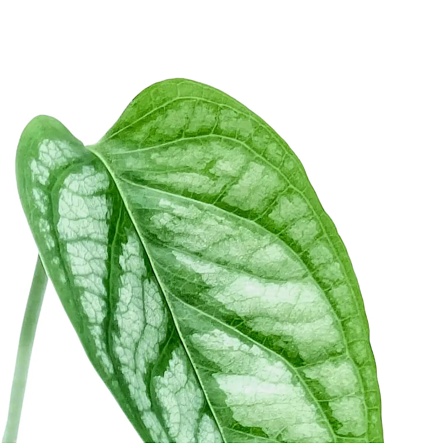 Monstera siltepecana leaf close-up on white background.