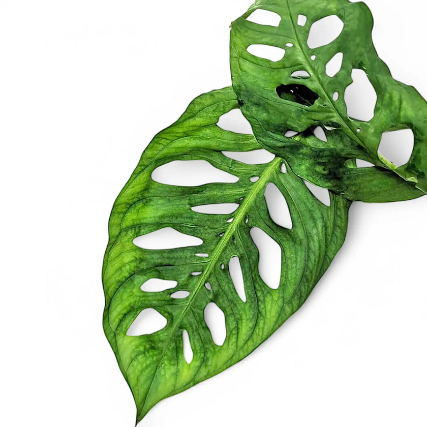 Monstera sp. – Blattdetail vor weißem Hintergrund..