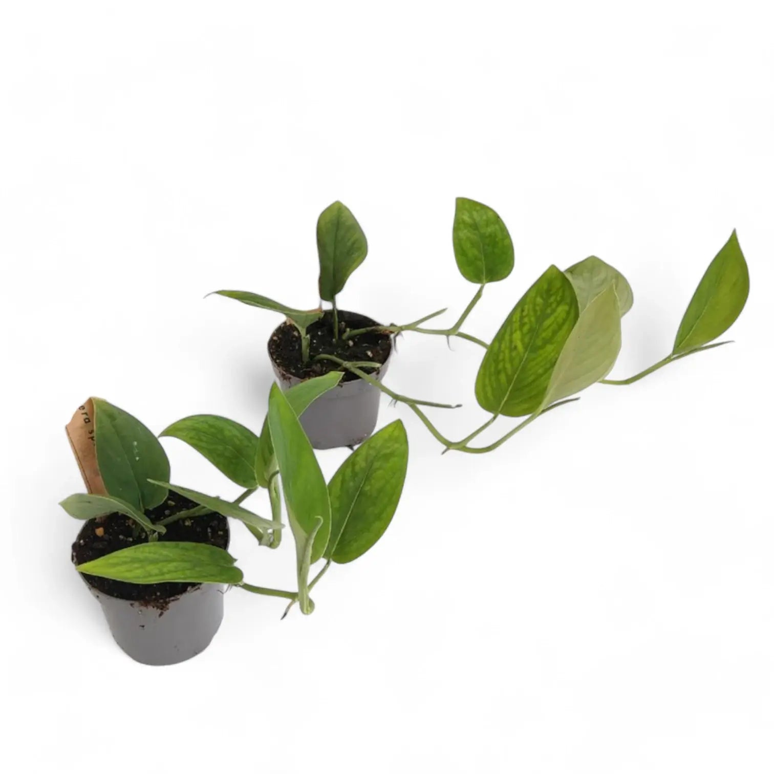 Monstera sp. Velvet (Peru) Zimmerpflanze im Anzuchttopf vor weiĂźem Hintergrund, Produktfoto 2.