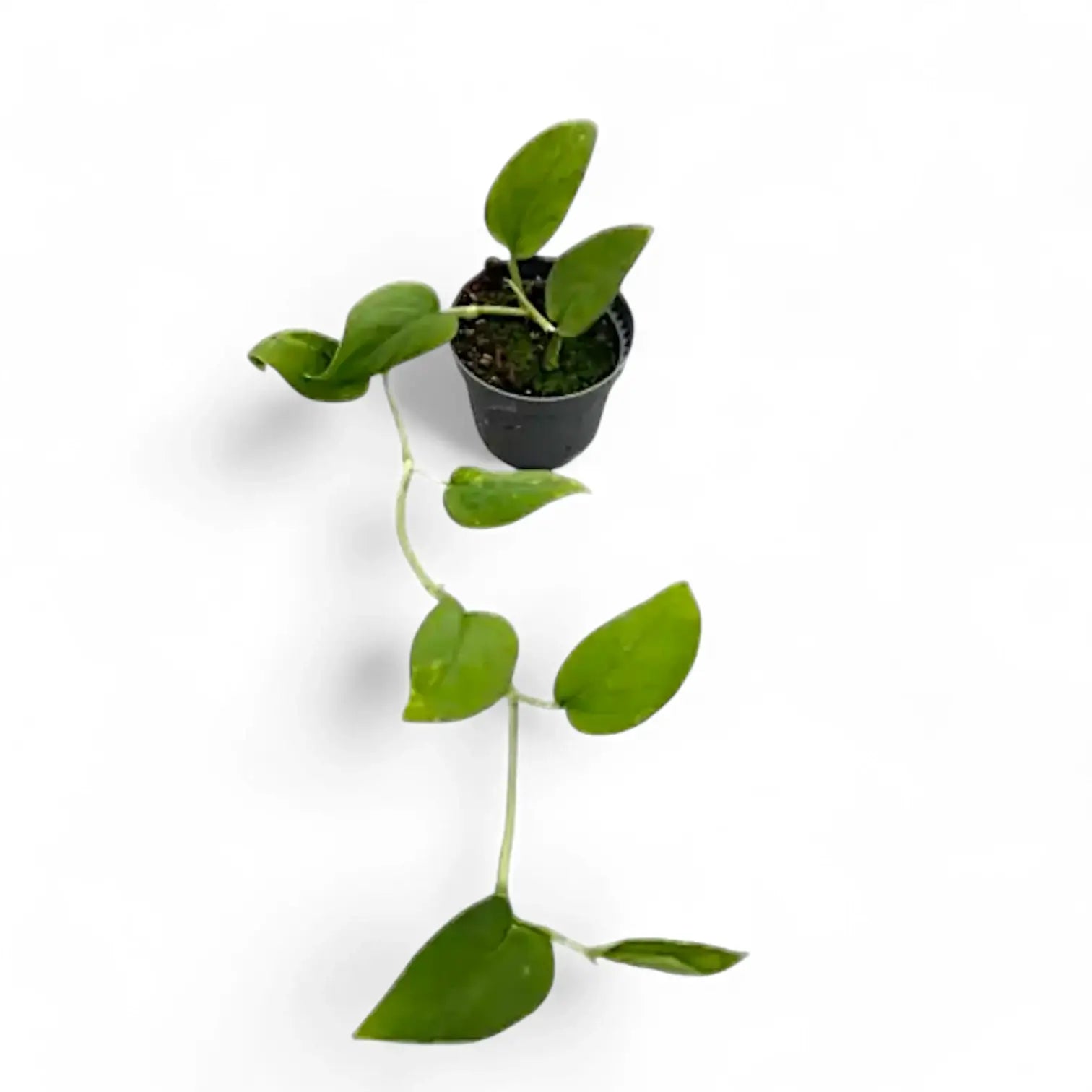 Monstera sp. Velvet (Peru) Zimmerpflanze im Anzuchttopf vor weiĂźem Hintergrund, Produktfoto 3.
