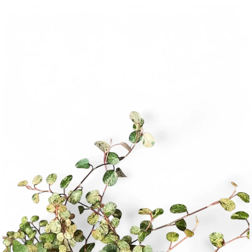 Muehlenbeckia complexa variegata 'Spotlight' â Blattdetail vor weiĂem Hintergrund..