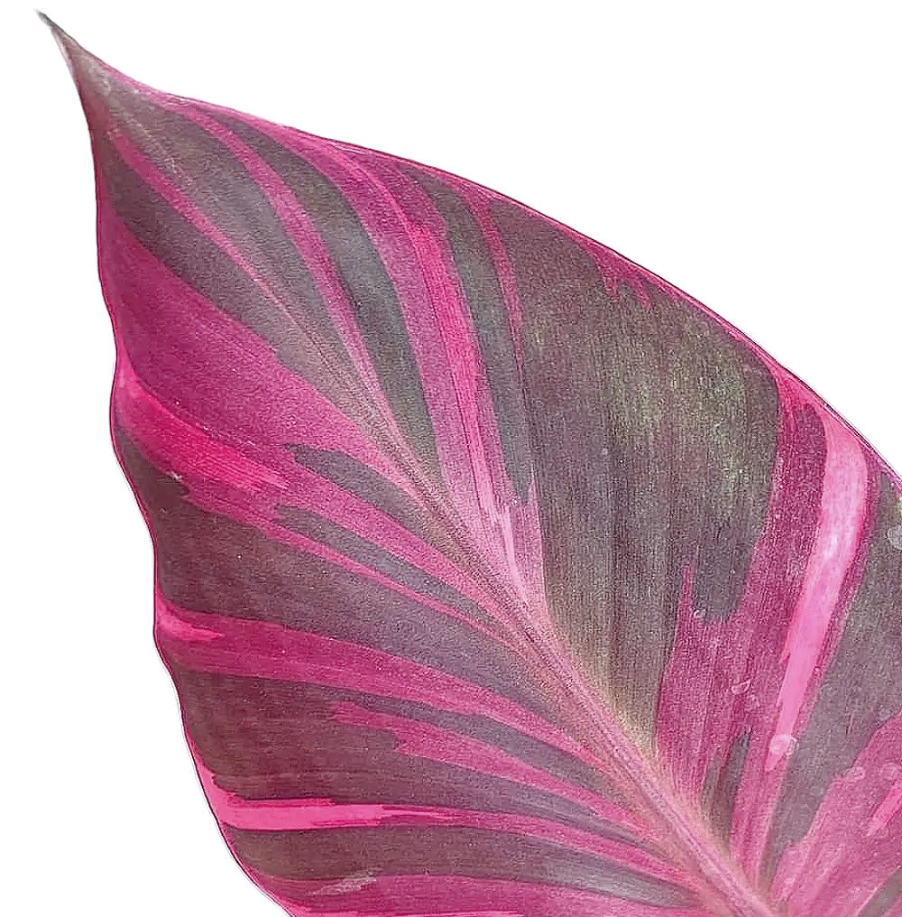 Musa 'Nono' aka 'Hot Pink Banana' – Blattdetail vor weißem Hintergrund..
