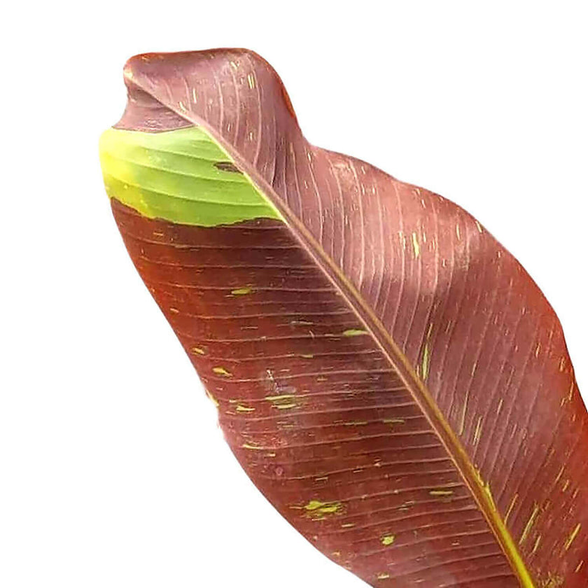 Musa 'Siam Ruby' leaf close-up on white background.