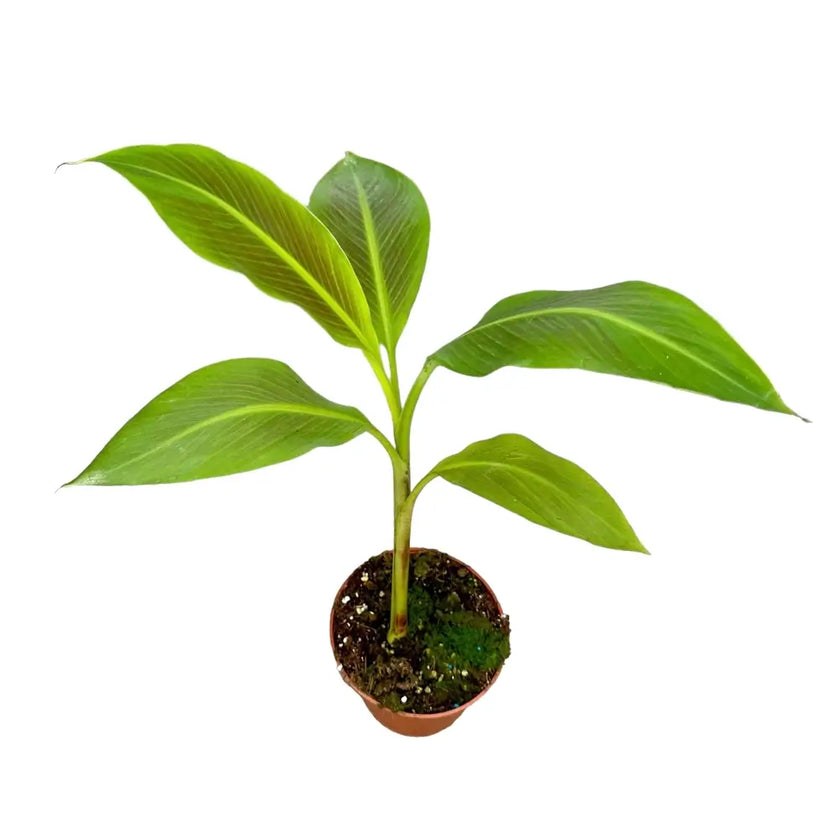 Musa 'Siam Ruby' potted houseplant in nursery pot on white background, product photo 2.