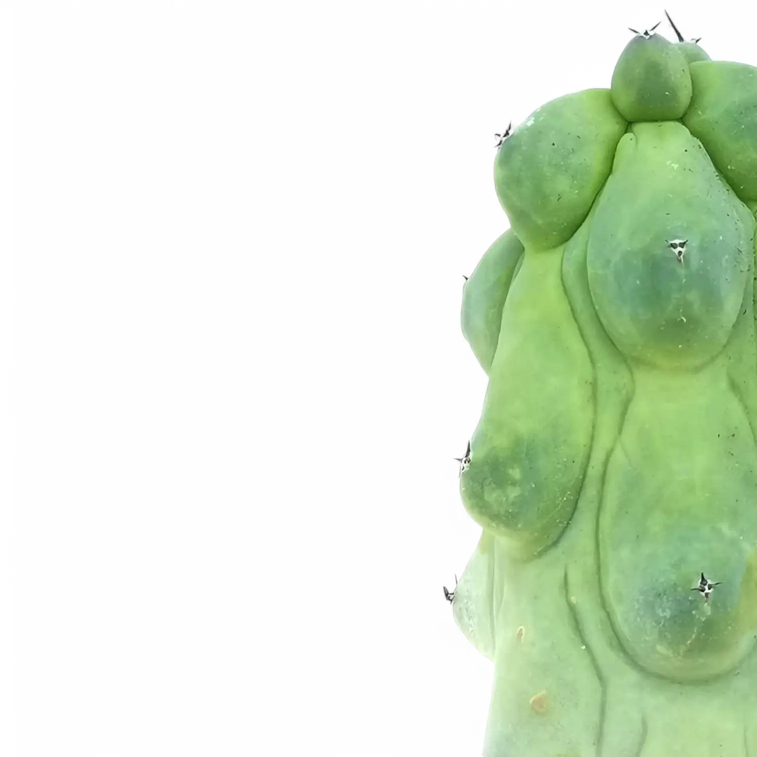 Myrtillocactus geometrizans cv. Fukurokuryuzinboku potted houseplant in nursery pot on white background, product photo 4.