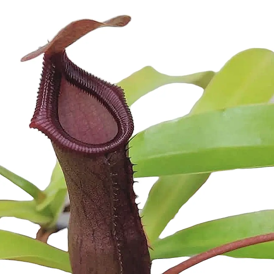 Nepenthes âBill Baileyâ leaf close-up on white background.