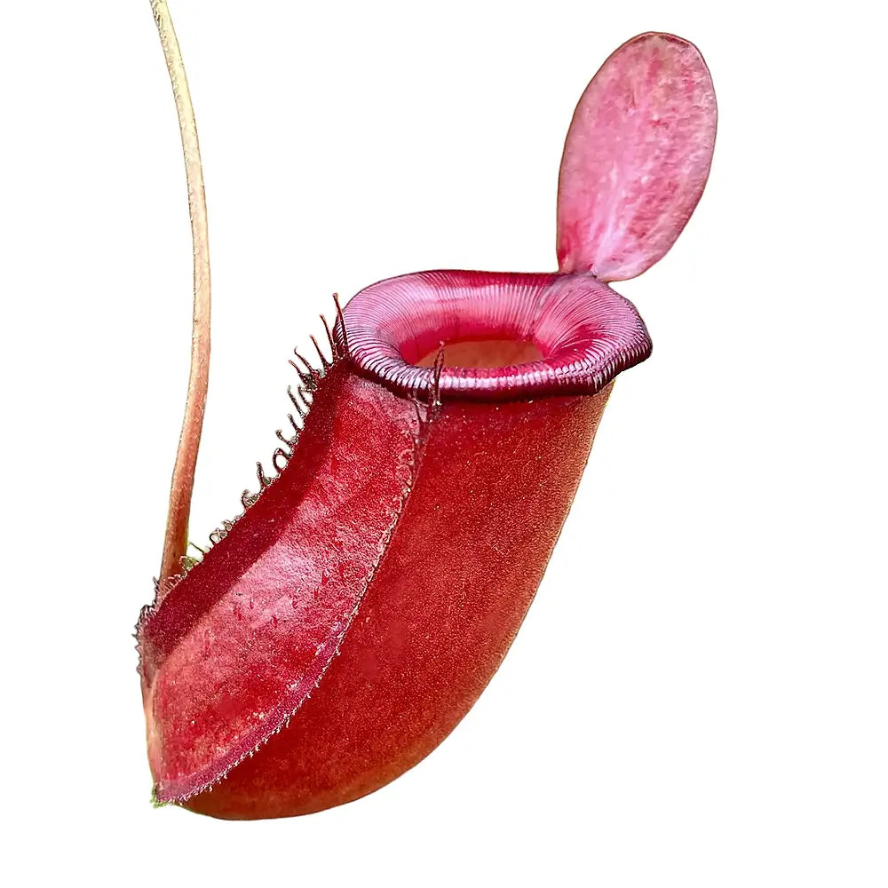 Nepenthes âBloody Maryâ leaf close-up on white background.