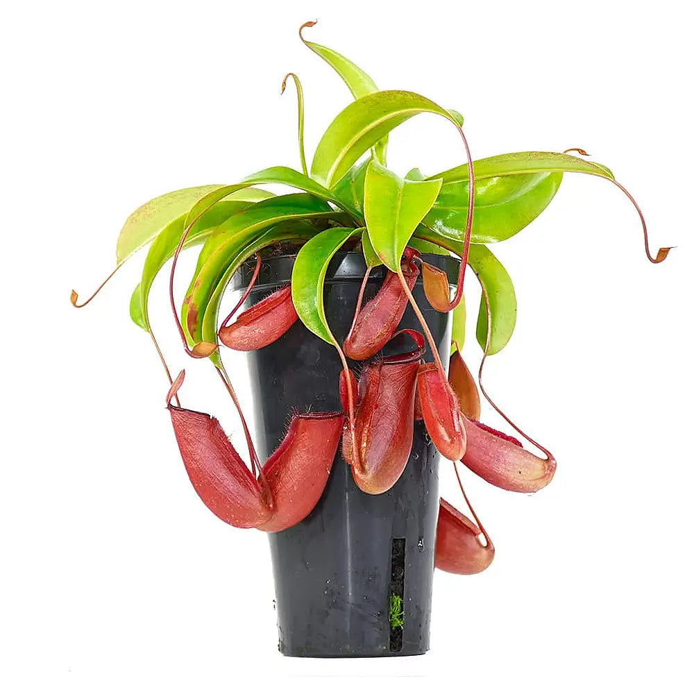 Nepenthes âBloody Maryâ potted houseplant in nursery pot on white background, product photo 2.
