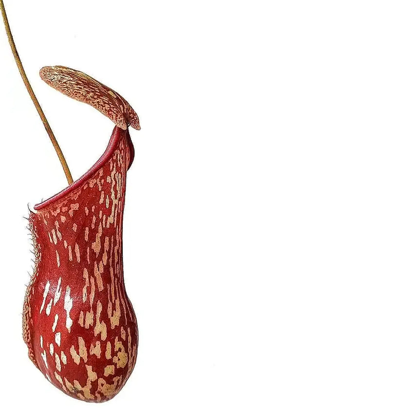 Nepenthes âGayaâ â Blattdetail vor weiĂem Hintergrund..