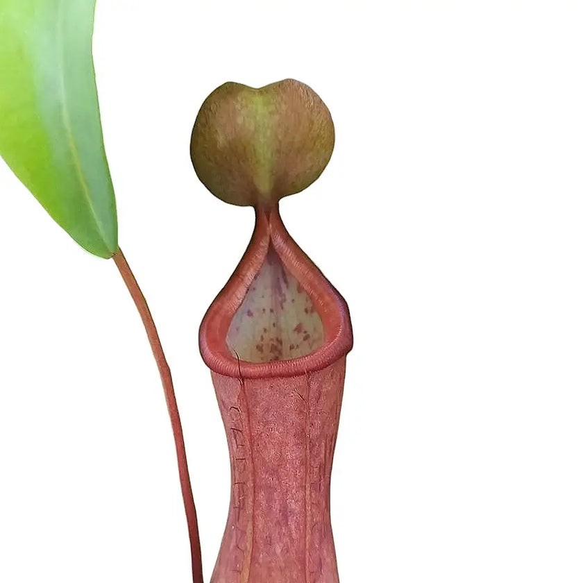 Nepenthes 'Linda' â Blattdetail vor weiĂem Hintergrund..