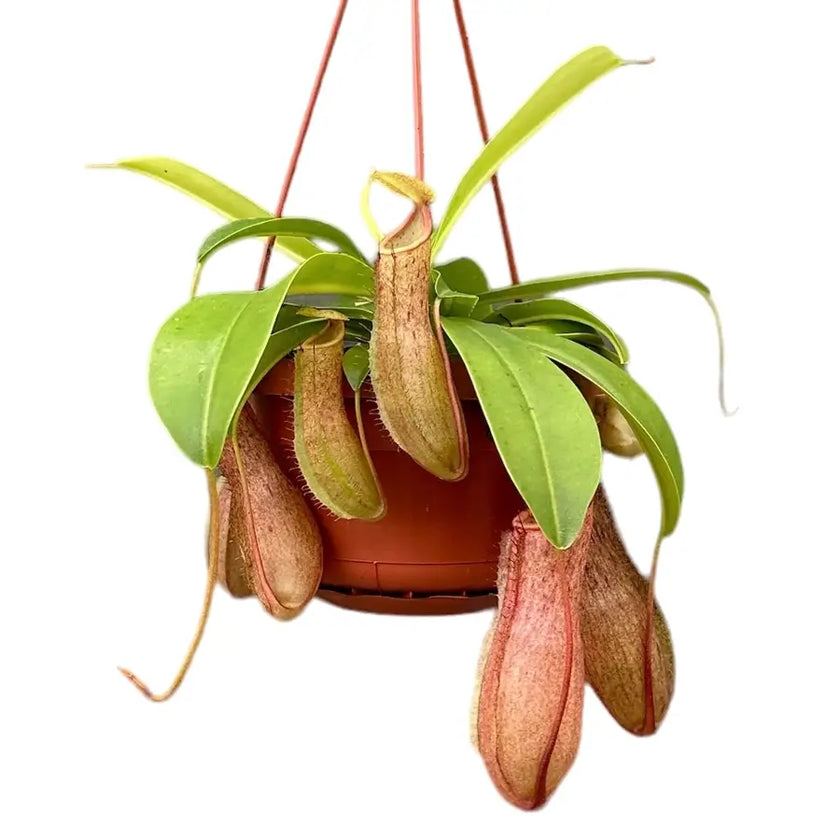 Nepenthes 'Linda' Zimmerpflanze im Anzuchttopf vor weiĂem Hintergrund, Produktfoto 2.