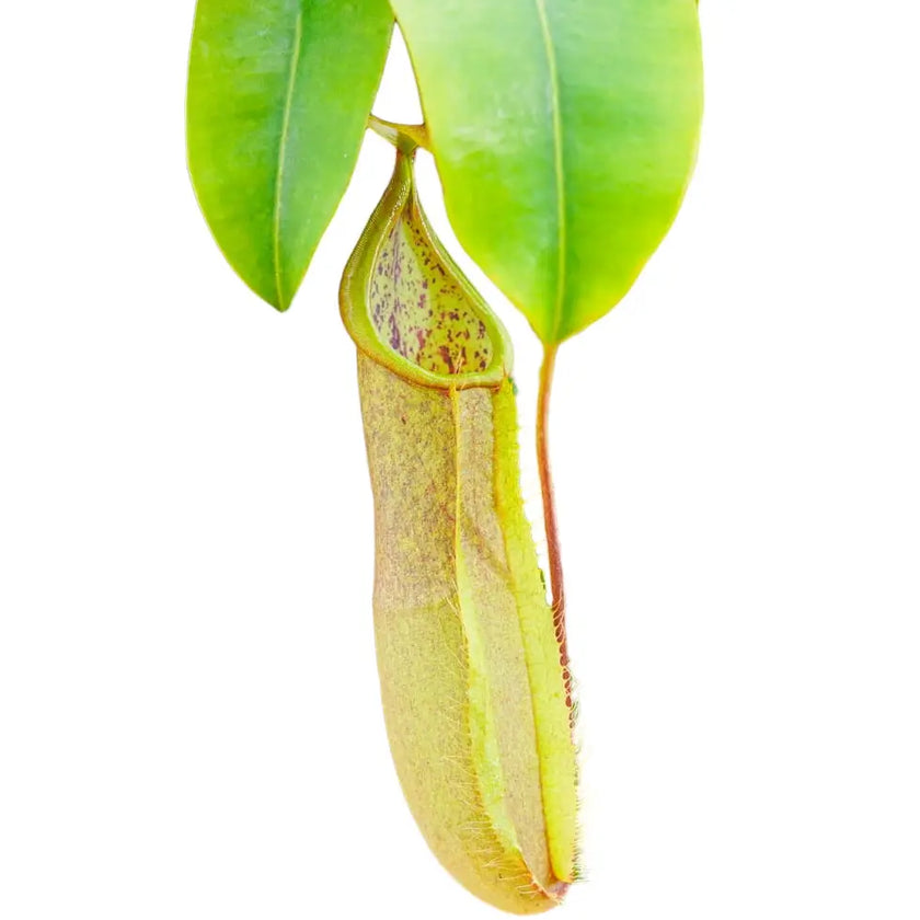 Nepenthes 'Louisa' aka 'Loes' â Blattdetail vor weiĂem Hintergrund..