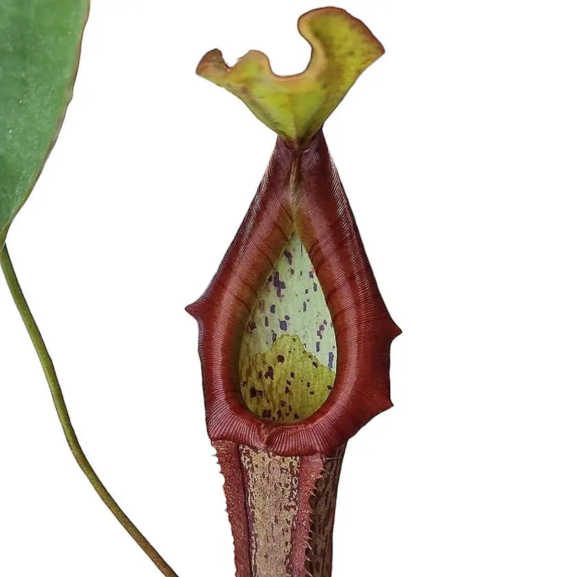 Nepenthes 'Mirunda' â Blattdetail vor weiĂem Hintergrund..