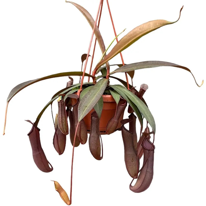 Nepenthes 'Rebecca Soper' Zimmerpflanze im Anzuchttopf vor weiĂem Hintergrund, Produktfoto 2.