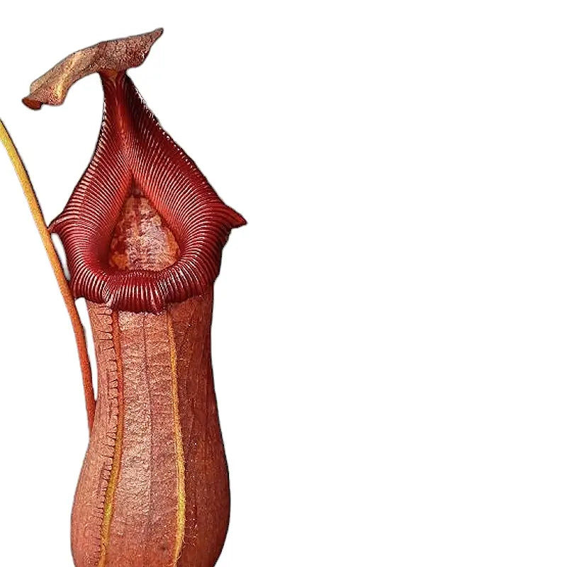 Nepenthes âRobâ â Blattdetail vor weiĂem Hintergrund..