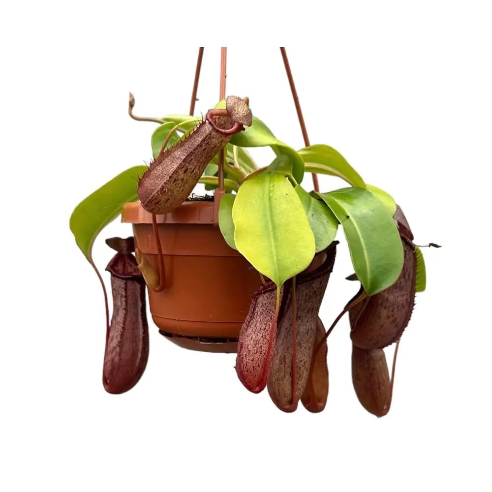 Nepenthes âRobâ potted houseplant in nursery pot on white background, product photo 2.
