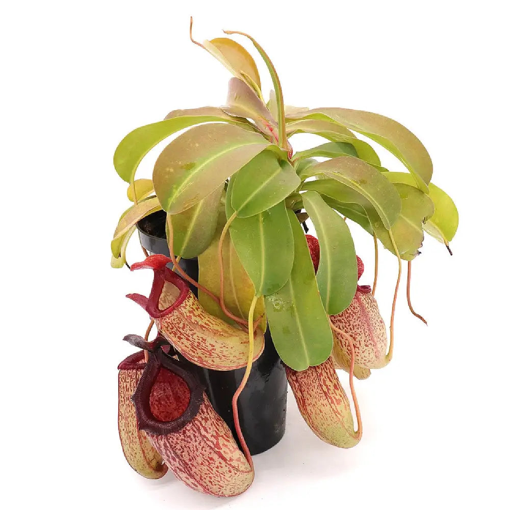 Nepenthes âSamâ potted houseplant in nursery pot on white background, product photo 2.