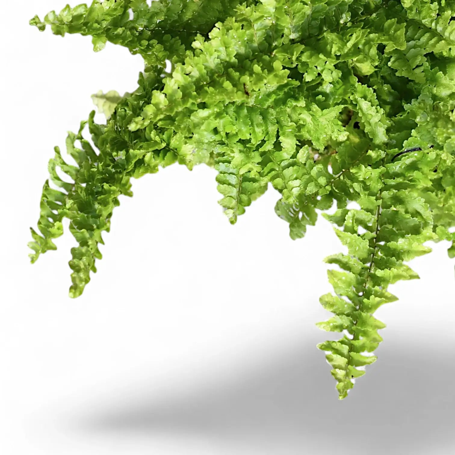 Nephrolepis exaltata âFluffy Rufflesâ â Blattdetail vor weiĂem Hintergrund..