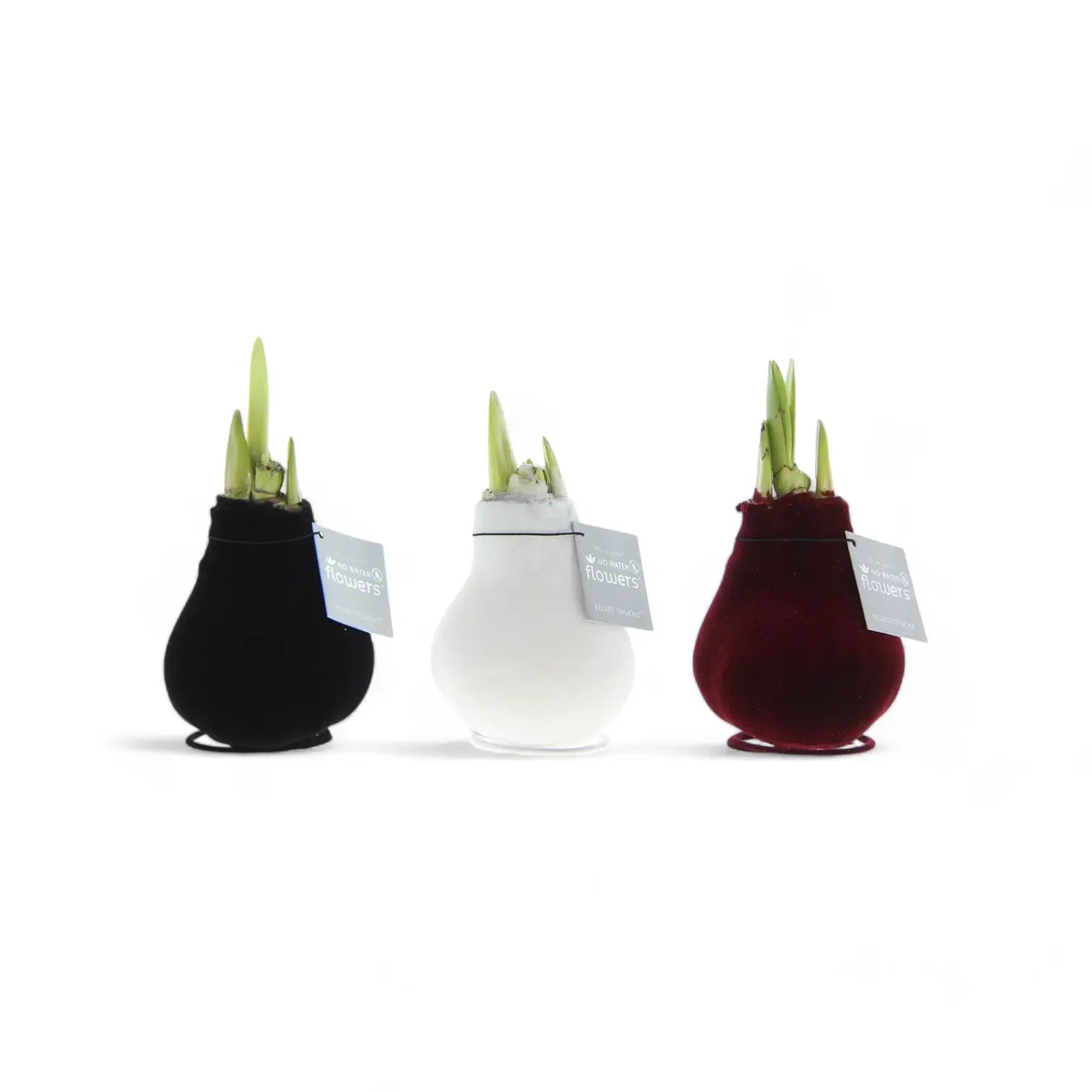 No Water Flowers: Wax Amaryllis Bulbs potted houseplant in nursery pot on white background, product photo 4.