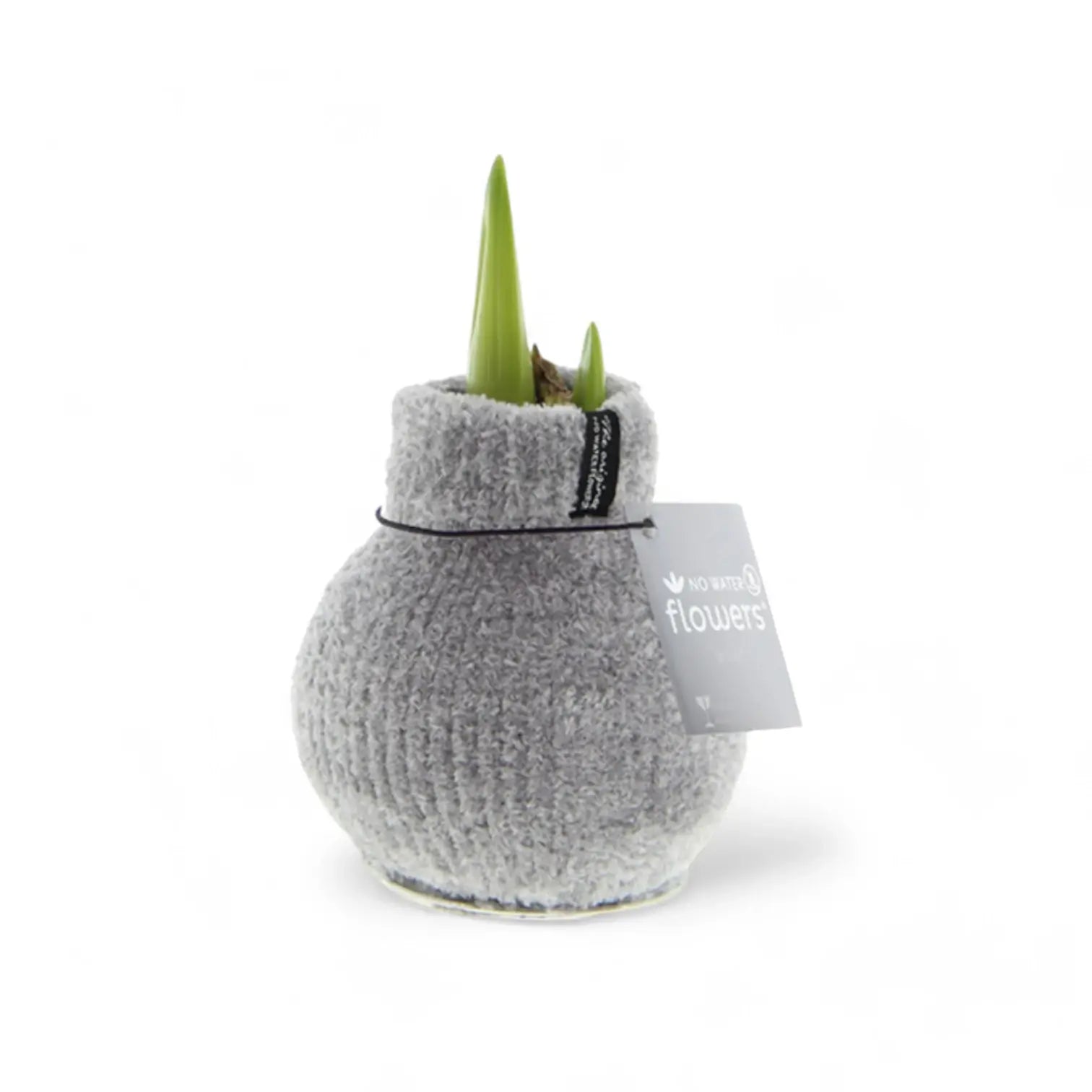 No Water Flowers: Wax Amaryllis Bulbs potted houseplant in nursery pot on white background, product photo 5.