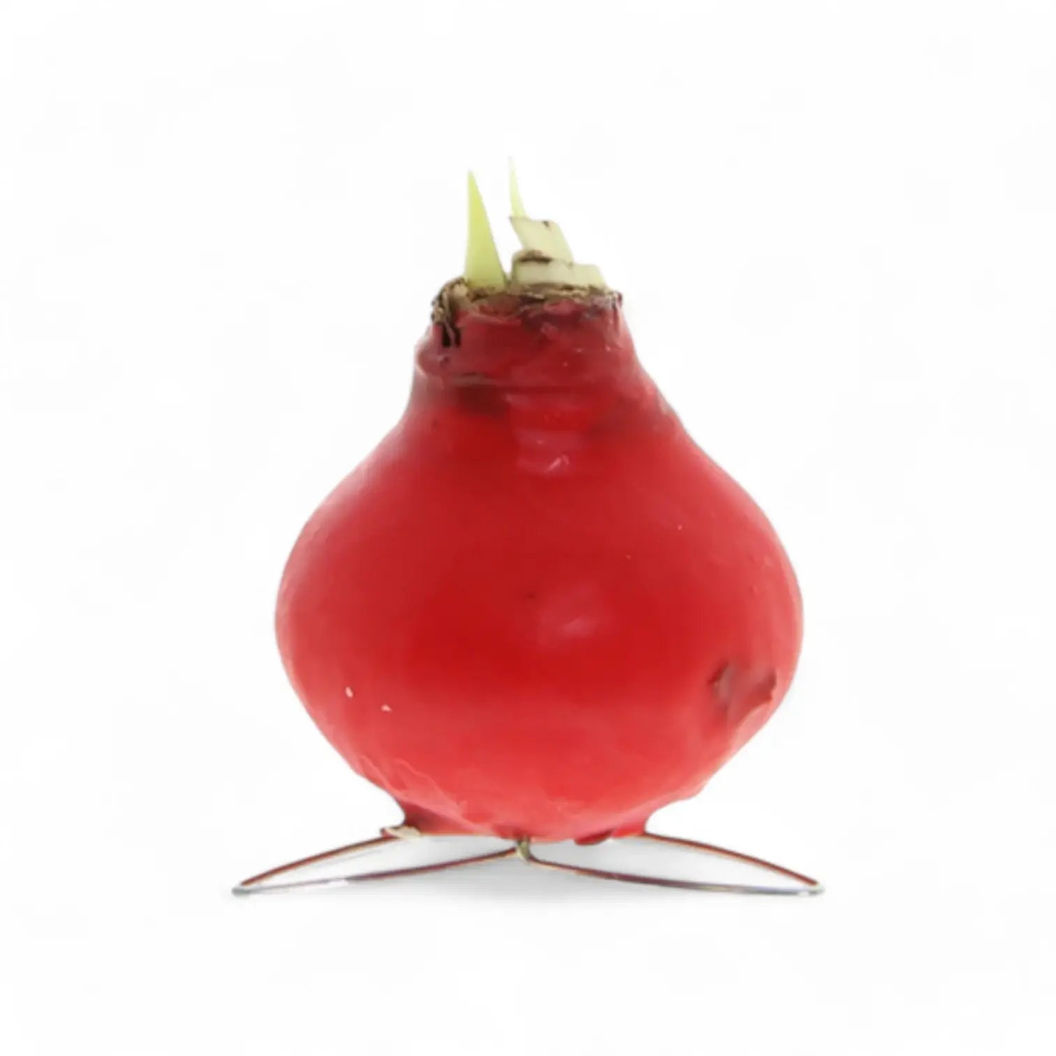No Water Flowers: Wax Amaryllis Bulbs potted houseplant in nursery pot on white background, product photo 9.
