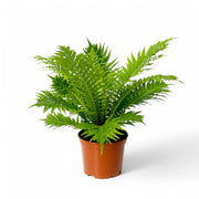 Oceaniopteris gibba potted houseplant in nursery pot on white background, product photo 4.