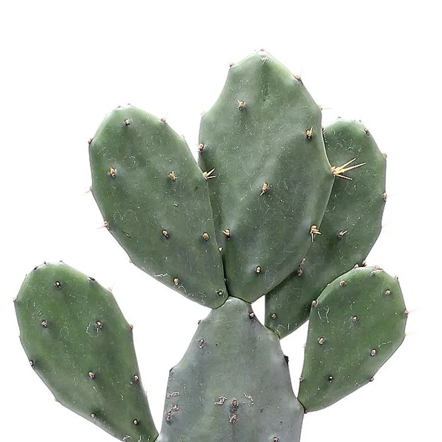 Opuntia ficus-indica – Blattdetail vor weißem Hintergrund..