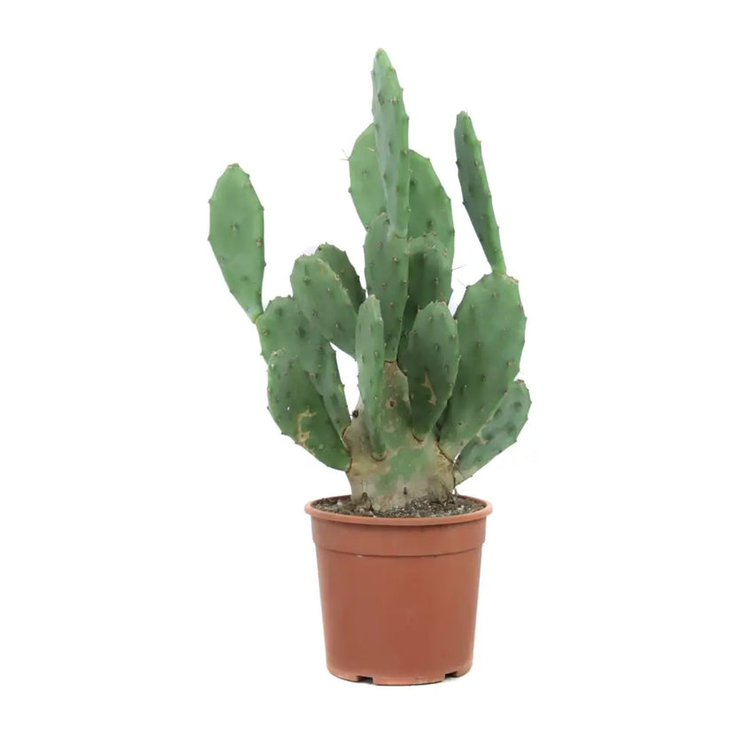 Opuntia ficus-indica potted houseplant in nursery pot on white background, product photo 2.