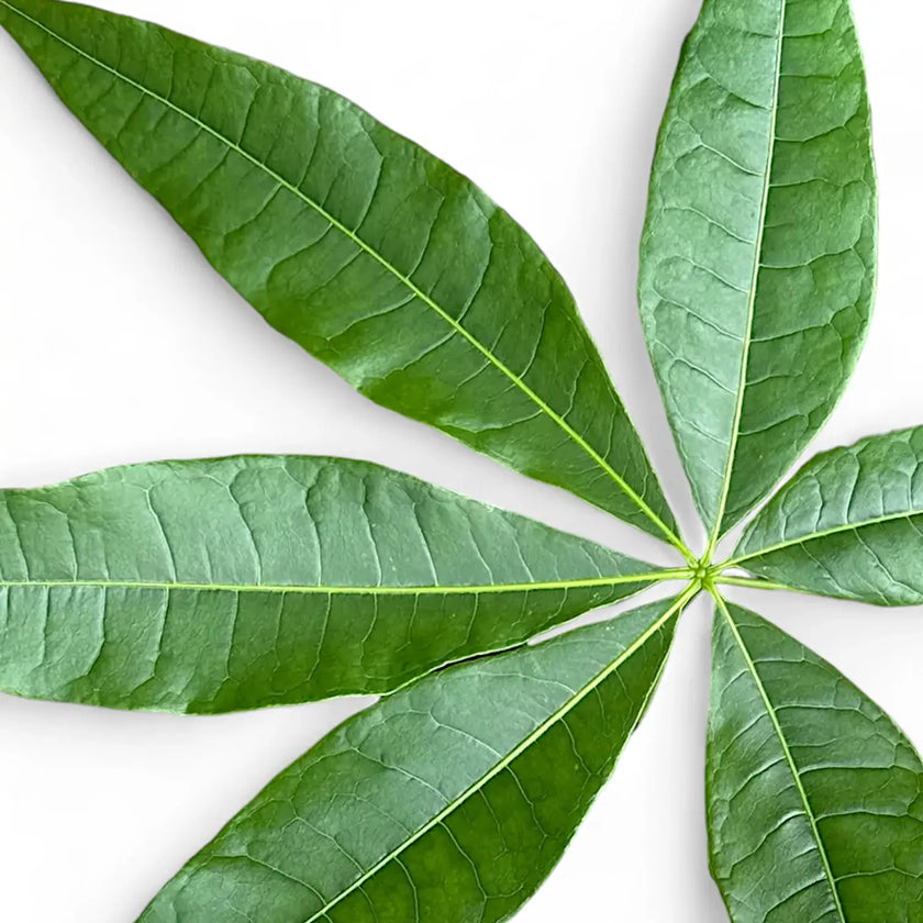 Pachira aquatica leaf close-up on white background.