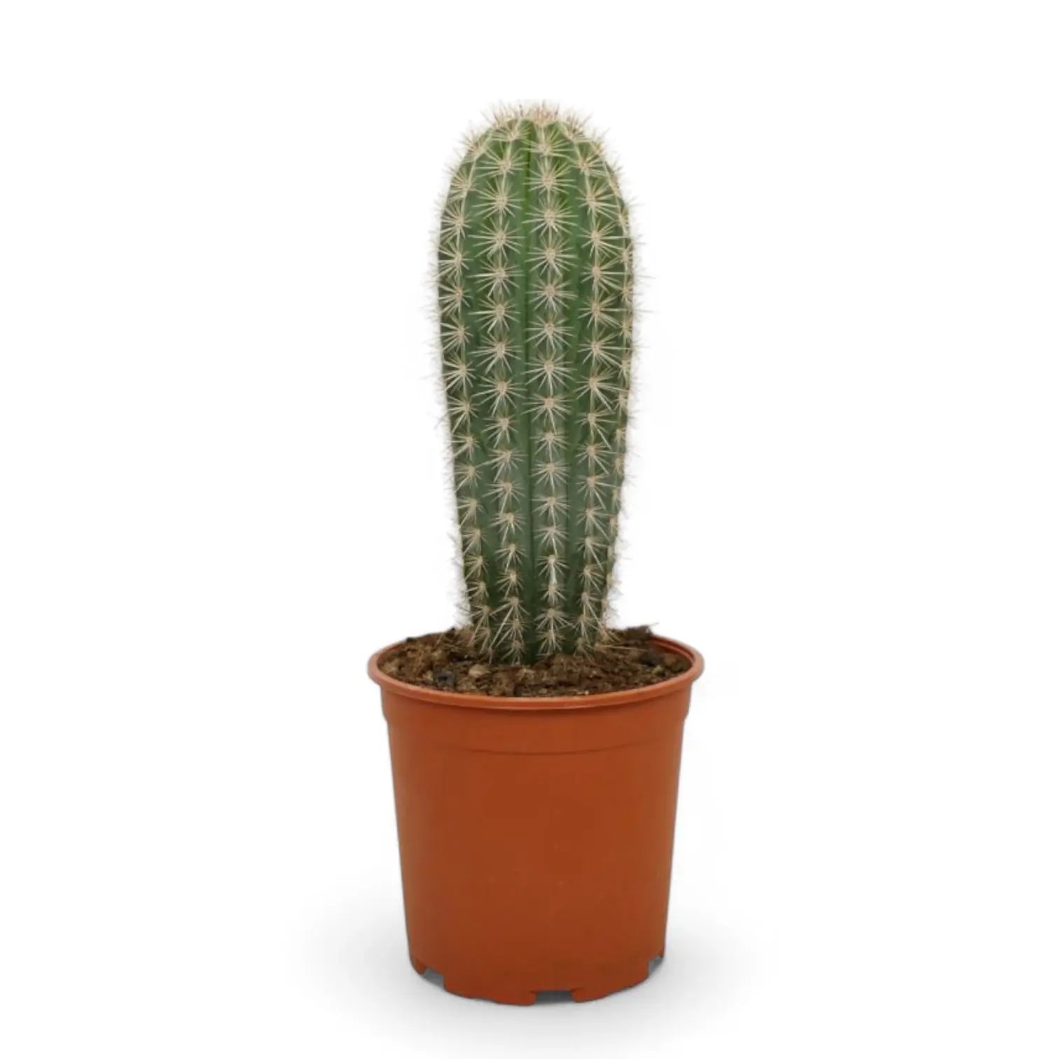 Pachycereus pringlei – Zimmerpflanze im Kulturtopf auf weißem Hintergrund, Produktfoto 3.