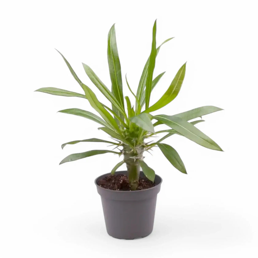 Pachypodium lamerei Zimmerpflanze im Anzuchttopf vor weißem Hintergrund, Produktfoto 2.