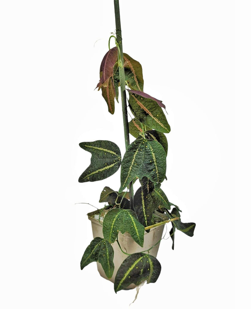 Passiflora boenderi Zimmerpflanze im Anzuchttopf vor weißem Hintergrund, Produktfoto 2.