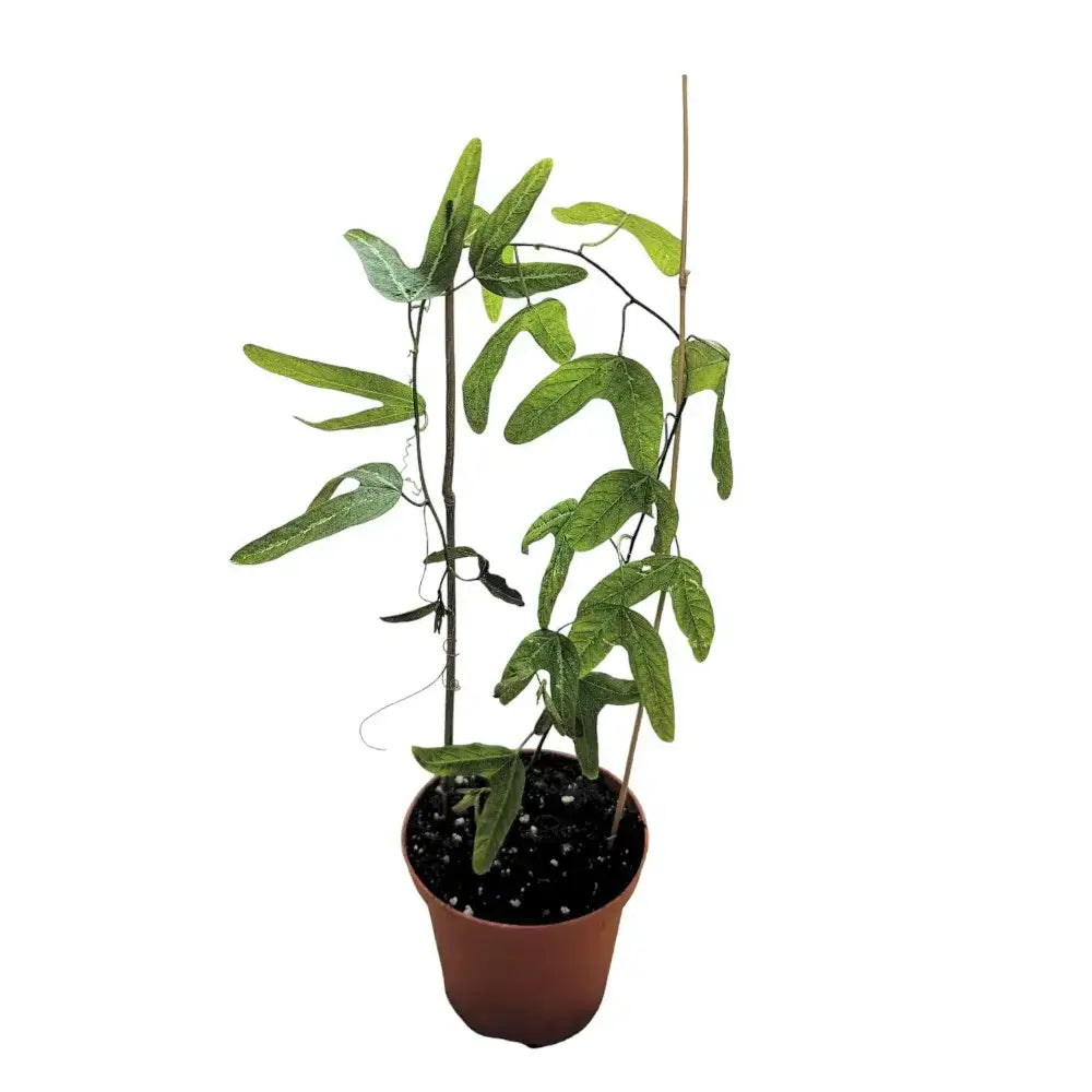 Passiflora ornithoura Zimmerpflanze im Anzuchttopf vor weißem Hintergrund, Produktfoto 2.