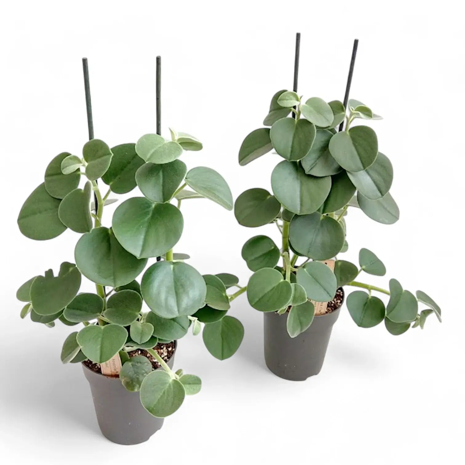 Peperomia 'Hovaria' potted houseplant in nursery pot on white background, product photo 3.
