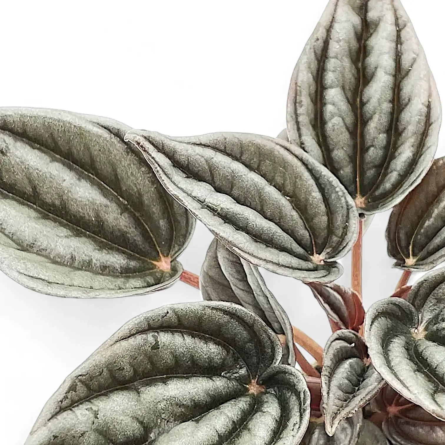 Peperomia 'Mendoza' leaf close-up on white background.