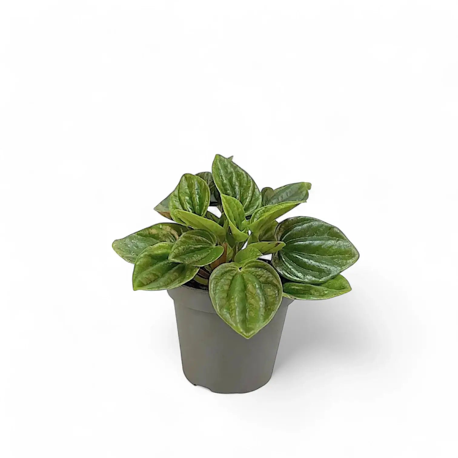 Peperomia caperata 'Amazonas' potted houseplant in nursery pot on white background, product photo 2.
